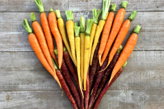 Heirloom Dutch carrots